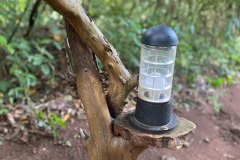 Chimpanzee-capital-security-light