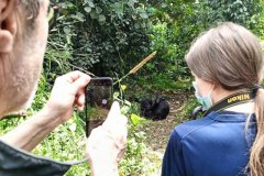 Chimpanzee-experience-1