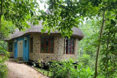 chimpanzee-capital-cottages
